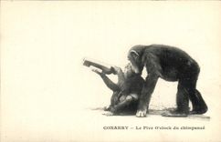 CPA Singe Conakry Guinee Le Five O'clock du chimpanze