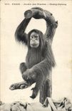 CPA Singe Paris Jardin des plantes orang Outang
