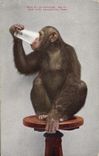 CPA Singe Chimpanzee Baldy New York Zoological park Zoo