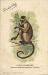 CPA Singe Nyctipitheque Singe nocturne de l'Amerique tropicale