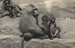 CPA Singe Paris Museum d'histoire naturelle Parc Zoologique du Bois de Vincennes Zoo Une famille de singes Hamadryas 
