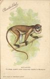 CPA Singe Ascagne Blanc nez Barbarie