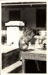 CPA Singe Blida Type de singe en liberte