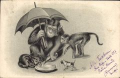 CPA Singe Chien