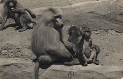 CPA Singe Paris Museum d'histoire naturelle Parc Zoologique du Bois de Vincennes Zoo