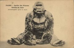 CPA Singe Paris Jardin des plantes Gorille en chair photographie apres sa mort 