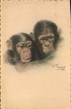 CPA Singe Paris Exposition coloniale internationale 1931 Couple de chimpanzes