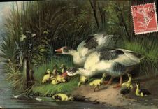 Vintage Postcard Ducks