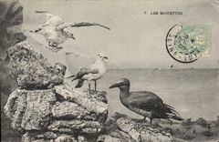 CPA Les mouettes 