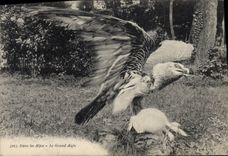 CPA Le grand aigle Rapace 
