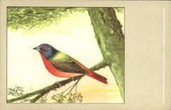 CPA Oiseau Pape de la Louisiane 