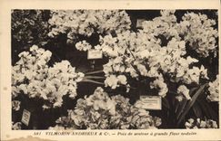 Vintage Postcard Fantaisie Flowers Vilmorin Andrieux Sweet pea has large corrugated flower