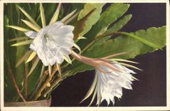 Vintage Postcard Fantasy Flowers Cactus