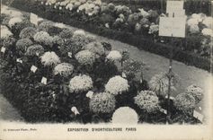 Vintage Postcard Fantaisie Flowers Exposure of horticulture has Paris
