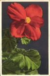 Vintage Postcard Fantasy Flowers Begonia