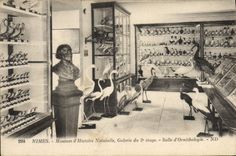 CPA Nimes Museum d'Histoire Naturelle Galerie du 2eme etage Salle d'Ornithologie 