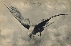 CPA Roi des Alpes Rapace 
