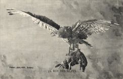 CPA Roi des Alpes Rapace Lapin 