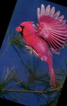CPM Cardinal 