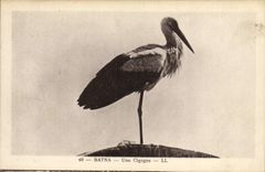 CPA Batna Une cigogne 