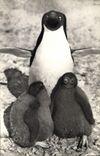 CPM Femelle pingouin et ses petits 