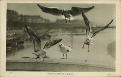 CPA Les mouettes a Lyon 