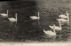CPA Annecy Les cygnes 