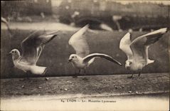 CPA Lyon Les mouettes Lyonnaises 