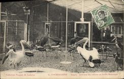 CPA Cochinchine Saigon Interieur des volieres au jardin botanique Indochine 