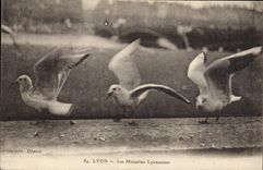CPA Lyon Les mouettes lyonnaises 