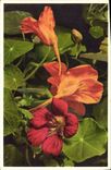 Vintage Postcard Fantasy Flowers large Nasturtium