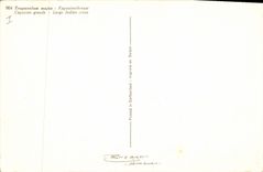 Vintage Postcard Fantasy Flowers large Nasturtium