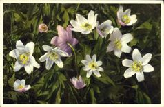 Vintage Postcard Fantasy Flowers Anemone of wood