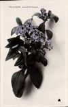 Vintage Postcard Fantasy Flowers Heliotrope Love eternal