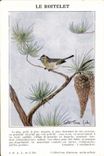 Vintage Postcard the Kinglet