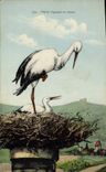 Vintage Postcard Nest of storks in Alsace