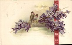 CPA Oiseaux 