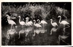 Modern Postcard Zoological gardens of Cleres Pink flamingos Zoo