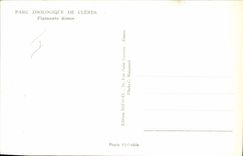 Modern Postcard Zoological gardens of Cleres Pink flamingos Zoo