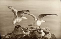 Vintage Postcard Switzerland Neuchâtel Lake gulls