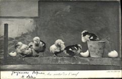 Vintage Postcard With leaving the egg Chicks