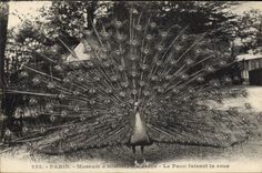 Vintage Postcard Paris Museum of Natural history the peacock making the wheel