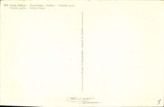 Vintage Postcard Fantasy Flowers yellow Violet