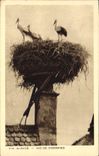 Vintage Postcard Birds Alsace Nest of storks