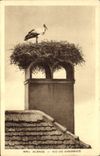 CPA Oiseaux Alsace Nid de cigognes