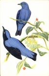CPM Oiseaux bleus des fees