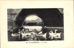 Vintage Postcard Birds In Normandy geese