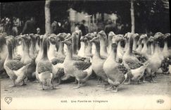 CPA Oiseaux Une famille en villegiature Oies