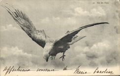 CPA Oiseaux Roi des Alpes Rapace