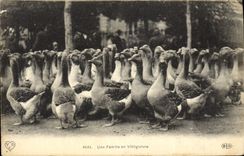 CPA Oiseaux Une famille en villegiature Oies